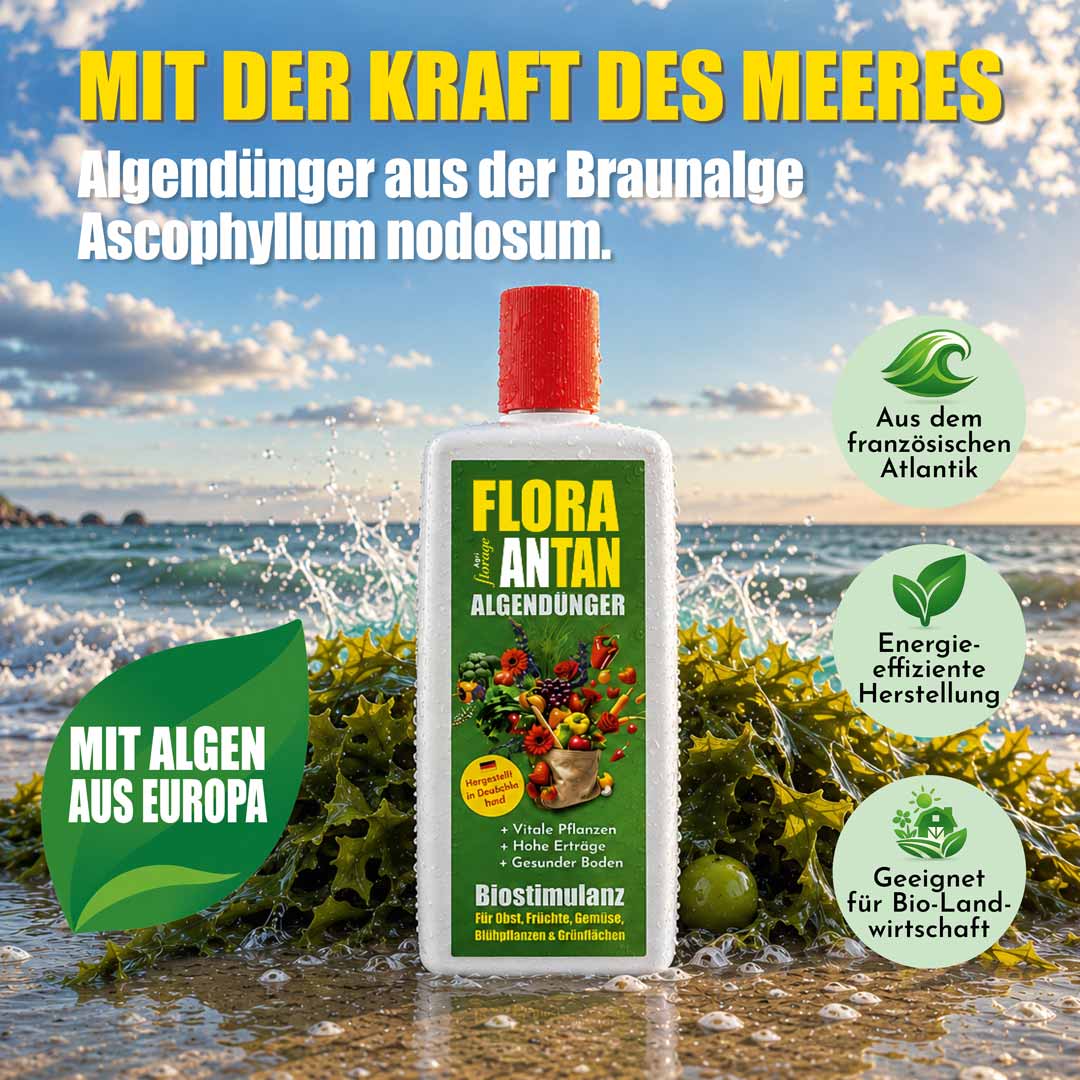 Flora ANtan Dünger aus atlantischen Algen